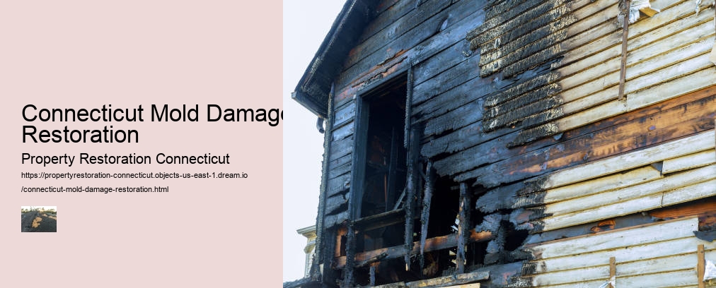 Connecticut Mold Damage Restoration