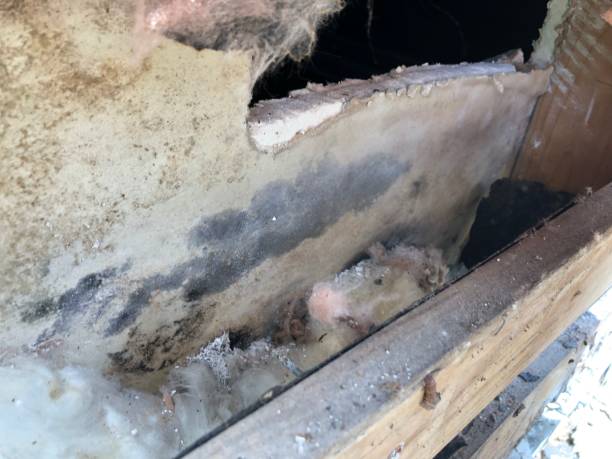 How to Protect Your Family from Harmful Mold with Professional Remediation Services 
